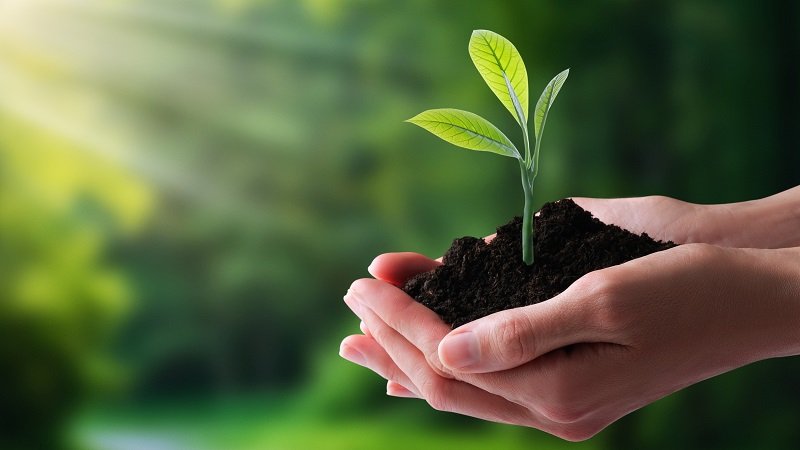 Earth Day Cover Image - plant growing in someone's hands